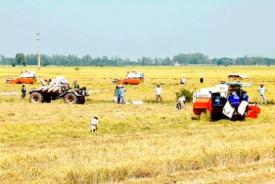 Mô hình điểm  cánh đồng mẫu lớn